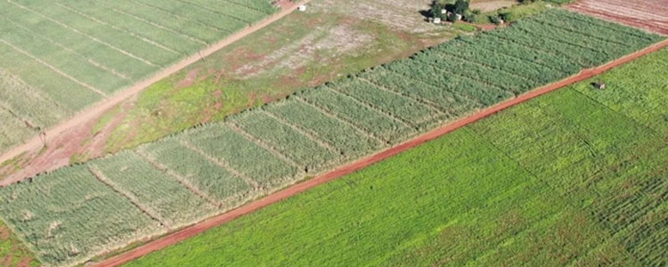 Agricultural drones help plant sugarcane in South Africa-1