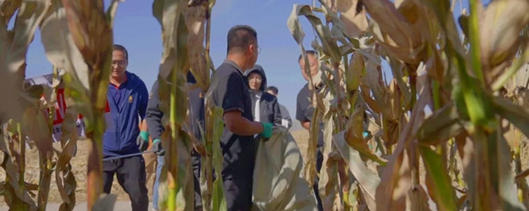 Drone Pesticides Increase Corn Yields-1