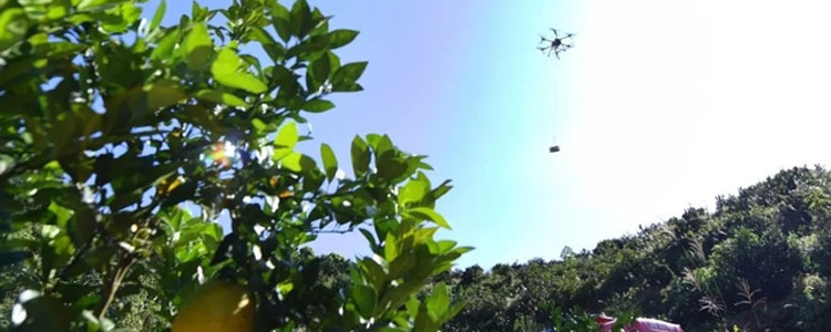 Drone Assistant Navel Orange Picking-1