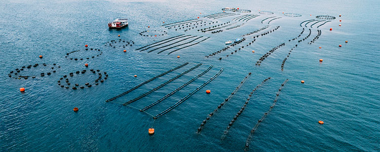 Drones are Transforming Aquaculture-1