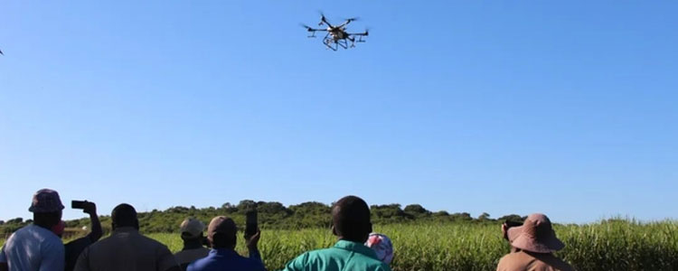 Agricultural drones help plant sugarcane in South Africa-3