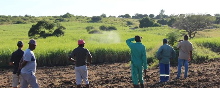 Agricultural drones help plant sugarcane in South Africa-5