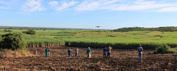 Agricultural drones help plant sugarcane in South Africa-6
